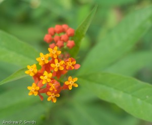 One of many flowers found on the trail. 