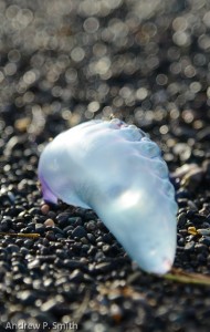 Beached Portuguese-man-of-war at Palisadoes