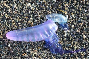 Beached Portuguese-man-of-wars with tentacles attached. 