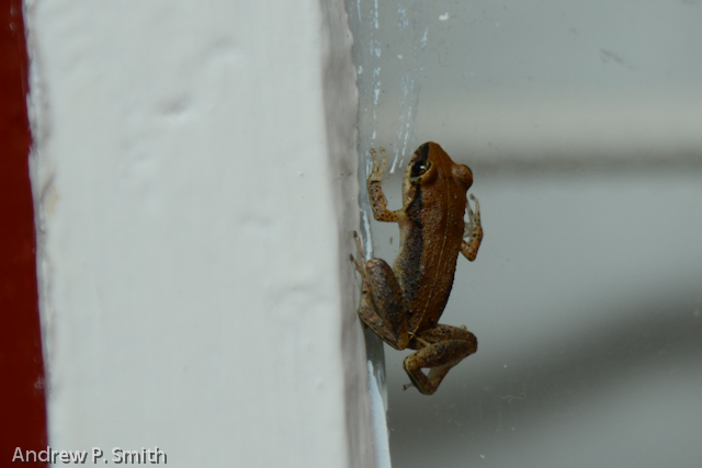 Climbing up my window