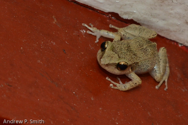 A frog in the eaves of my porch.