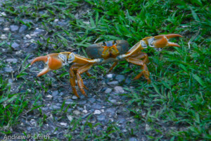 Strolling down the driveway..