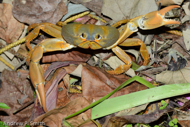 About to be submerged in leaf litter