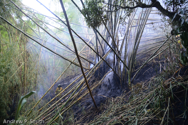 Firemen extinguish a  bush fire ignited by garbage fire in Cascade, Portland in the Blue Mountains on July 5 2014.